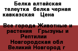 Белка алтайская телеутка, белка черная кавказская › Цена ­ 5 000 - Все города Животные и растения » Грызуны и Рептилии   . Новгородская обл.,Великий Новгород г.